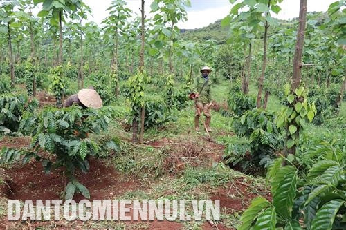 Cây cà phê rụng quả do thiếu kali, vi lượng hoặc nước trong mùa khô. Bà con cần tưới đủ nước và bổ sung những chất còn thiếu. Ảnh: Hoài Nam Cây cà phê rụng quả do thiếu kali, vi lượng hoặc nước trong mùa khô. Bà con cần tưới đủ nước và bổ sung những chất còn thiếu. Ảnh: Hoài Nam