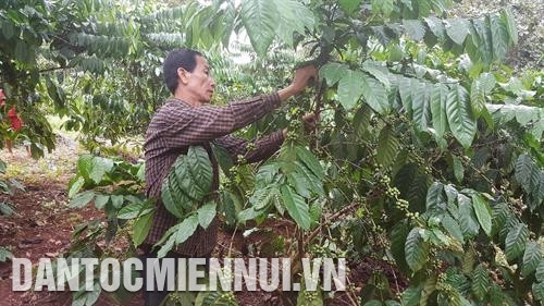 Thường xuyên kiểm tra vườn cà phê để phát hiện sâu bệnh kịp thời. Ảnh: Tất Thành Thường xuyên kiểm tra vườn cà phê để phát hiện sâu bệnh kịp thời. Ảnh: Tất Thành