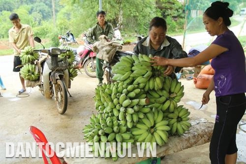 Đồng bào thu hoạch bí xanh thơm ở xã Địa Linh Tư thương mua chuối tại thôn Khuổi Luồm, xã Yến Dương