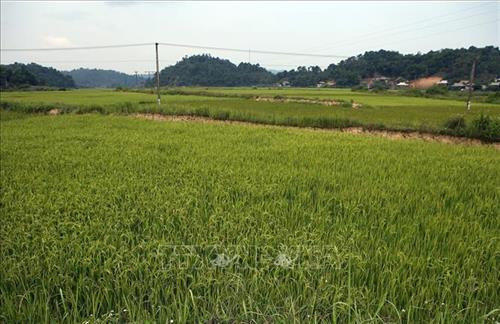 Những cánh đồng xanh mướt, trải dài trên vùng căn cứ địa cách mạng Mường Phăng. Ảnh: Phan Tuấn Anh – TTXVN Những cánh đồng xanh mướt, trải dài trên vùng căn cứ địa cách mạng Mường Phăng. Ảnh: Phan Tuấn Anh – TTXVN