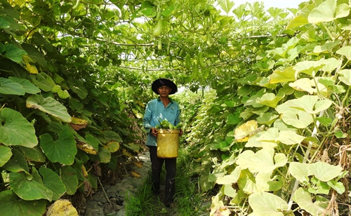 Nông dân huyện Châu Thành thu hoạch bầu.