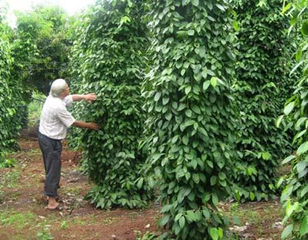 Ông Lâm Ngọc Nhâm thành công với mô hình trồng tiêu theo hướng bền vững ảnh 1 Ông Lâm Ngọc Nhâm thành công với mô hình trồng tiêu theo hướng bền vững ảnh 1