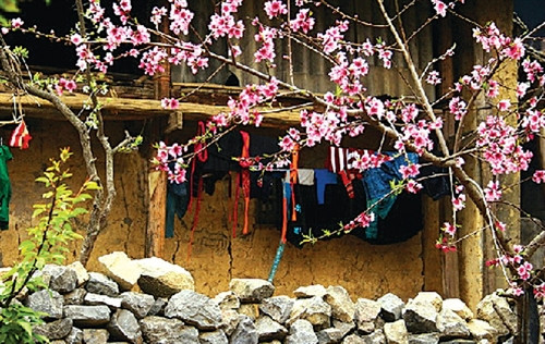 Trong ngày Tết các gia đình người Nùng đều chọn cành đào đẹp nhất cắm trên bàn thờ để cầu mong cho những điều tốt đẹp, no đủ.