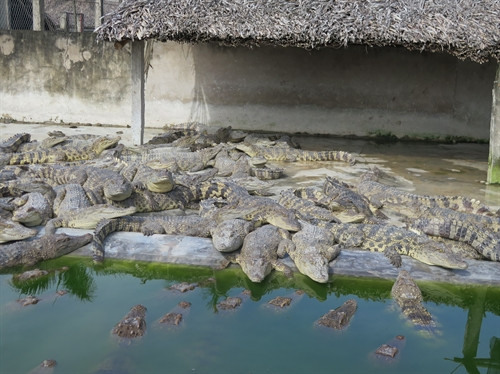 Anh Nguyễn Văn Đấu đang chuẩn bị xuất chuồng hàng trăm con cá sấu thương mại.