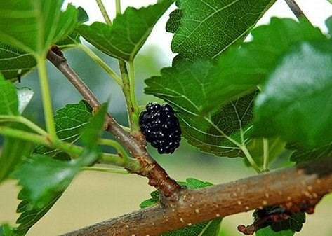 10 bài thuốc dân gian hỗ trợ trị bệnh gút ảnh 1 10 bài thuốc dân gian hỗ trợ trị bệnh gút ảnh 1