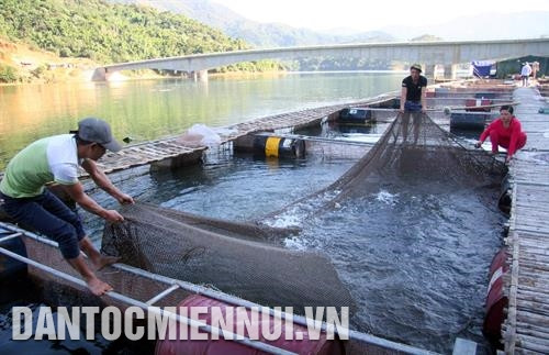 Nuôi cá lồng trên lòng hồ thủy điện Lai Châu mang lại thu nhập thường xuyên, giúp đồng bào ổn định cuộc sống. Ảnh: Việt Hoàng