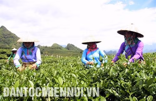 Những năm gần đây, Lai Châu chú trọng phát triển diện tích trồng chè giúp bà con dân tộc có thu nhập ổn định, từng bước thoát nghèo. Ảnh: Việt Hoàng