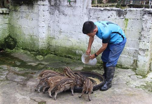 Xã viên Hợp tác xã chăm sóc đàn lợn rừng. Ảnh: Hoàng Nguyên - TTXVN Xã viên Hợp tác xã chăm sóc đàn lợn rừng. Ảnh: Hoàng Nguyên - TTXVN