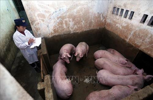 Cán bộ thú y kiểm tra nguồn gốc xuất sứ, hoạt động giết mổ và đóng dấu kiểm dịch tại khu giết mổ tập trung phường Phú Sơn, thị xã Bỉm Sơn, tỉnh Thanh Hóa. Ảnh: Danh Lam – TTXVN Cán bộ thú y kiểm tra nguồn gốc xuất sứ, hoạt động giết mổ và đóng dấu kiểm dịch tại khu giết mổ tập trung phường Phú Sơn, thị xã Bỉm Sơn, tỉnh Thanh Hóa. Ảnh: Danh Lam – TTXVN
