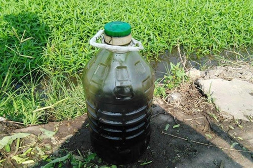 Bắt quả tang dùng nhớt thải để kích thích tăng trưởng rau muống ảnh 1