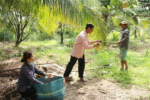 Thương lái thu mua bưởi ngay tại vườn. Thương lái thu mua bưởi ngay tại vườn.