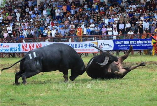 Lễ hội chọi trâu Đồ Sơn năm 2018 ảnh 2 Lễ hội chọi trâu Đồ Sơn năm 2018 ảnh 2