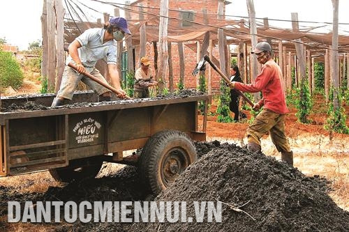 Phòng Nông nghiệp huyện Chư Sê triển khai mô hình lúa hỗ trợ cho 8 hộ nghèo ở xã Ayun. Ảnh: Phạm Cường Hộ gia đình ông Siu Blớ ở xã Ia Lốp, từ nguồn vốn hỗ trợ ban đầu, đến nay đã có 20 con dê, 13 con bò, 1 ha cà phê và 800 trụ tiêu, mỗi năm thu nhập trên 200 triệu đồng. Ảnh: Phạm Cường Đồng bào dân tộc ở xã Chư Pông, huyện Chư Sê chuẩn bị phân bón cây trồng. Ảnh: Phạm Cường Phòng Nông nghiệp huyện Chư Sê triển khai mô hình lúa hỗ trợ cho 8 hộ nghèo ở xã Ayun. Ảnh: Phạm Cường Hộ gia đình ông Siu Blớ ở xã Ia Lốp, từ nguồn vốn hỗ trợ ban đầu, đến nay đã có 20 con dê, 13 con bò, 1 ha cà phê và 800 trụ tiêu, mỗi năm thu nhập trên 200 triệu đồng. Ảnh: Phạm Cường Đồng bào dân tộc ở xã Chư Pông, huyện Chư Sê chuẩn bị phân bón cây trồng. Ảnh: Phạm Cường