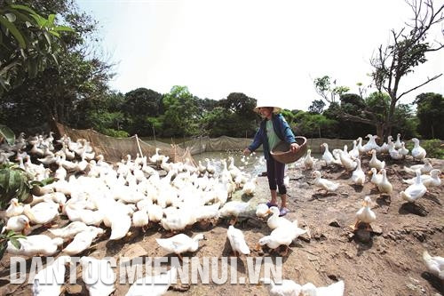 Khu chuồng trại cần có một khoảng sân chơi cho vịt. Ảnh: Phạm Kiên Khu chuồng trại cần có một khoảng sân chơi cho vịt. Ảnh: Phạm Kiên