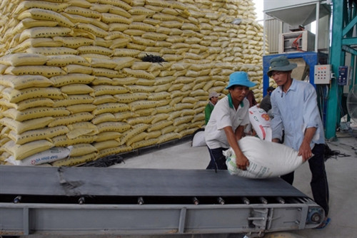 Gỡ nút thắt cho ngành lúa gạo ảnh 1