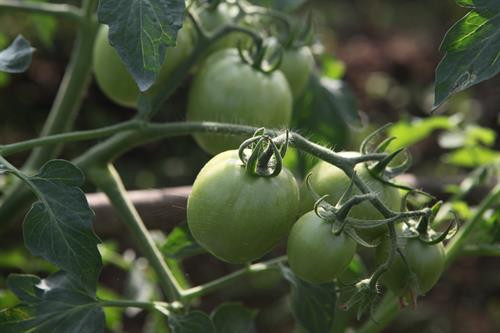 Hà Nội nâng cao chất lượng rau an toàn ảnh 4