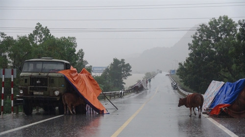 Người dân đưa gia súc lên cầy để tránh lũ. Ảnh: Đức Thọ- TTXVN Người dân đưa gia súc lên cầy để tránh lũ. Ảnh: Đức Thọ- TTXVN