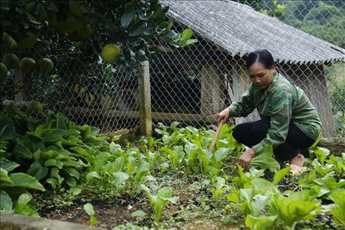 Chị Thu chăm sóc vườn rau sạch. Ảnh: Nam Sương – TTXVN Chị Thu chăm sóc vườn rau sạch. Ảnh: Nam Sương – TTXVN