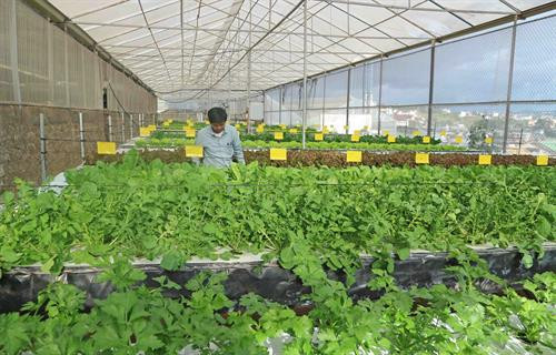 Khu vườn rau khí canh của ông Đường. Ảnh: Nguyễn Dũng - TTXVN