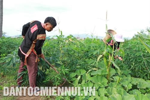 Thanh niên dân tộc thiểu số sinh sống trên địa bàn huyện Krông Pa (Gia Lai) đã trở thành lực lượng nòng cốt phát triển kinh tế địa phương . Ảnh: Hoàng Hà