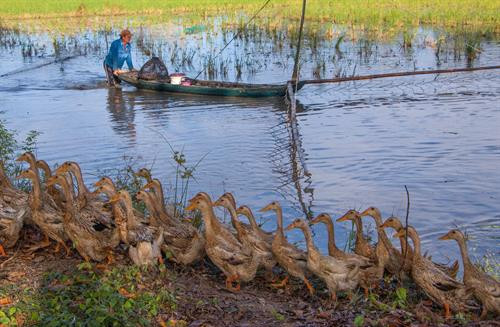 Giăng lưới bắt cá trong mùa nước nổi. Ảnh: Duy Khương - TTXVN