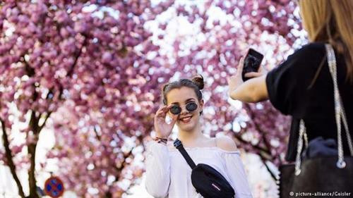 Vào dịp cuối xuân hàng năm, khu phố Altstadt ở thành phố Bonn phía tây nước Đức lại được nhuộm hồng bởi hàng trăm cây anh đào đang nở hoa rực rỡ. Ảnh: Heike Mund. Bonn là thành phố nằm phía nam bang Nordrhein-Westfalen, cạnh bờ sông Rhine. Đây là một trong những thành phố cổ và có trường đại học Bonn nổi tiếng của Đức. Ảnh: Flickr. Ở khu phố Altstadt trồng rất nhiều cây anh đào hai bên vỉa hè. Mỗi mùa xuân hoa nở tạo nên một "đường hầm hoa anh đào" đẹp mê mẩn. Altstadt được nhiều lần bình chọn là nơi có "đường hầm hoa" đẹp nhất thế giới. Ảnh: Flickr. Hoa anh đào ở đây thường nở trong 2-3 tuần vào cuối tháng 4 đầu tháng 5. Hai hàng cây anh đào bung nở trở thành một điểm đến hấp dẫn, thu hút du khách, nhiếp ảnh gia và cả người dân địa phương tới tản bộ, vãn cảnh, chụp ảnh lưu niệm. Ảnh: Geisler. Altstadt có nghĩa là "Old Town" - Phố cổ của Bonn, trong đó hai đoạn đường Heerstraße và Breite Straße trồng nhiều hoa anh đào nhất. Trước đây khu phố rất bình thường và mọi người chỉ nhớ đến nó với cảnh tắc đường. Vào giữa thập niên 1980, các nhà quy hoạch đô thị thực hiện một cuộc đổi mới cho những con đường nhỏ hẹp ở đây để giảm ách tắc giao thông và trồng thêm hoa anh đào Nhật Bản. Ảnh: Heike Mund. Ban đầu thành phố Bonn trồng 60 cây anh đào Nhật Bản có màu hồng tươi. Sau khi những cây ban đầu đã trồng được 30 năm thì thành phố thay thế bằng khoảng 300 cây mới vào năm 2014. Ảnh: Heike Mund. Những con đường hoa anh đào ở Bonn từ đó trở thành điểm đến nổi tiếng không chỉ trong nước Đức mà cả thế giới. Ở Altstadt không tổ chức lễ hội hoa anh đào thường niên như các nước châu Á nhưng có chợ flea market bán phụ kiện, đồ lưu niệm và đồ ăn, biểu diễn nhạc sống ngoài trời... phục vụ du khách. Ảnh: Heike Mund. Vào dịp cuối xuân hàng năm, khu phố Altstadt ở thành phố Bonn phía tây nước Đức lại được nhuộm hồng bởi hàng trăm cây anh đào đang nở hoa rực rỡ. Ảnh: Heike Mund. Bonn là thành phố nằm phía nam bang Nordrhein-Westfalen, cạnh bờ sông Rhine. Đây là một trong những thành phố cổ và có trường đại học Bonn nổi tiếng của Đức. Ảnh: Flickr. Ở khu phố Altstadt trồng rất nhiều cây anh đào hai bên vỉa hè. Mỗi mùa xuân hoa nở tạo nên một "đường hầm hoa anh đào" đẹp mê mẩn. Altstadt được nhiều lần bình chọn là nơi có "đường hầm hoa" đẹp nhất thế giới. Ảnh: Flickr. Hoa anh đào ở đây thường nở trong 2-3 tuần vào cuối tháng 4 đầu tháng 5. Hai hàng cây anh đào bung nở trở thành một điểm đến hấp dẫn, thu hút du khách, nhiếp ảnh gia và cả người dân địa phương tới tản bộ, vãn cảnh, chụp ảnh lưu niệm. Ảnh: Geisler. Altstadt có nghĩa là "Old Town" - Phố cổ của Bonn, trong đó hai đoạn đường Heerstraße và Breite Straße trồng nhiều hoa anh đào nhất. Trước đây khu phố rất bình thường và mọi người chỉ nhớ đến nó với cảnh tắc đường. Vào giữa thập niên 1980, các nhà quy hoạch đô thị thực hiện một cuộc đổi mới cho những con đường nhỏ hẹp ở đây để giảm ách tắc giao thông và trồng thêm hoa anh đào Nhật Bản. Ảnh: Heike Mund. Ban đầu thành phố Bonn trồng 60 cây anh đào Nhật Bản có màu hồng tươi. Sau khi những cây ban đầu đã trồng được 30 năm thì thành phố thay thế bằng khoảng 300 cây mới vào năm 2014. Ảnh: Heike Mund. Những con đường hoa anh đào ở Bonn từ đó trở thành điểm đến nổi tiếng không chỉ trong nước Đức mà cả thế giới. Ở Altstadt không tổ chức lễ hội hoa anh đào thường niên như các nước châu Á nhưng có chợ flea market bán phụ kiện, đồ lưu niệm và đồ ăn, biểu diễn nhạc sống ngoài trời... phục vụ du khách. Ảnh: Heike Mund.