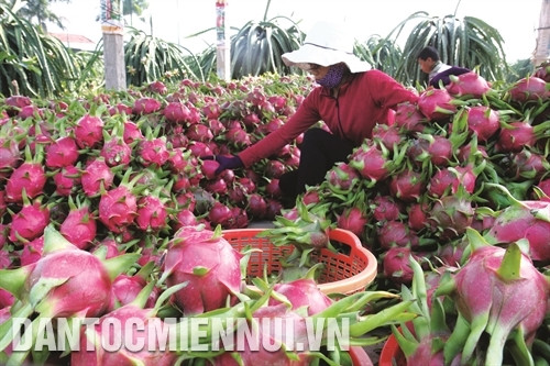 Thanh long là một loại cây ăn quả, tiềm năng phát triển lớn, đem lại hiệu quả kinh tế cho bà con nông dân Thanh long là một loại cây ăn quả, tiềm năng phát triển lớn, đem lại hiệu quả kinh tế cho bà con nông dân