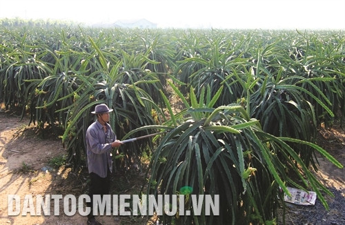 Thường xuyên kiểm tra sâu bệnh trên cây thanh long để phòng trừ kịp thời Thường xuyên kiểm tra sâu bệnh trên cây thanh long để phòng trừ kịp thời