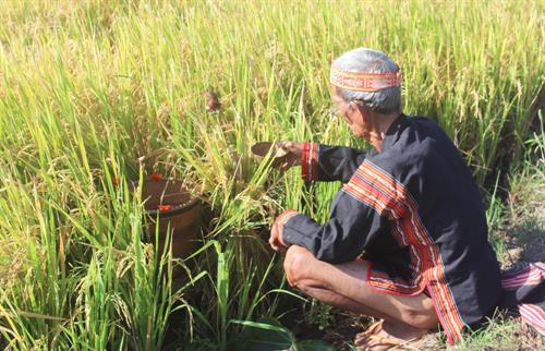 Trước khi làm Lễ mừng lúa mới, thầy cúng làm Lễ đưa hồn lúa về nhà kho và xin phép thần lúa cho người dân được gặt lúa đem về kho. Người thu hoạch lúa phải vuốt bằng tay để không làm cây lúa bị đau, thần lúa mới ở lại với gia chủ Sau đó, thầy cúng đặt các lễ vật về phía Đông và thực hiện các nghi thức rước lúa với mong muốn mong mùa rẫy mới mưa thuận gió hòa, mùa màng tươi tốt Sau khi làm lễ xong, thầy cúng mời người phụ nữ là chủ ruộng lúa uống rượu cần. Theo phong tục, người uống phải say, rượu cần phải cạn thì vụ mùa năm sau sẽ càng nhiều lúa. Sau phần lễ rước hồn lúa về kho, người dân tổ chức dã gạo để lựa ra những hạt gạo tốt nhất Những âm thanh gọi thần lúa về kho Sau khi mọi lễ vật đã chuẩn bị đầy đủ, thầy cúng thực hiện nghi thức cúng các vị thần linh ở kho lúa mới để tạ ơn thần Đất - Trời, Núi - Rừng. Tiếp đó là Lễ cúng lúa mới và cúng sức khỏe cho già làng với đầy đủ các lễ vật: cơm lúa mới, rượu cần, heo, gà... Thầy cúng khấn niệm với mong muốn cầu chúc mọi người sức khỏe, gia đình hạnh phúc, mùa màng bội thu. Sau khi cúng xong, thầy cúng mời người nữ, chủ ruộng lên uống rượu cần. Phần lễ vật và rượu cần còn lại được chia cho tất cả những người được mời tham dự.. . Người dân và du khách cùng chung vui Múa hát quanh cây nêu trong ngày hội ... cồng chiêng "Mừng lúa mới được mùa" kết hợp với những điệu múa xoang đầy uyển chuyển trong "Mọi người ơi, hòa cùng nhịp xoang Gia Rai" Một hình ảnh không thể thiếu trong các nghi lễ của người Gia Rai chính là biểu tượng của những chú chim, có thể bay lên cao đến xứ sở các thần linh đem theo lời cầu xin của con người.