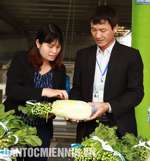 Cán bộ nông nghiệp Chi cục Bảo vệ Thực vật Hà Nội tìm hiểu chất lượng, hiệu quả sản xuất rau an toàn của Hợp tác xã rau an toàn Văn Đức.