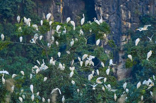 Chiều về trên đầm Vân Long. Cò, vạc và các loại chim nước về đây, sống và kiếm ăn ở hệ sinh thái ngập nước Vân Long vào mùa khô. Mỗi dịp đông đến Vân Long lại tràn ngập sắc trắng của những đàn cò trắng lên đến cả nghìn con bay về trú ngụ tạo nên khung cảnh nên thơ. Hàng nghìn loài chim, cò, vạc các loại tựu về đây, sống chen chúc trên những thảm rừng nguyên sinh trên núi đá vôi, hoặc kiếm sống ở các hệ sinh thái dưới ngập nước… Tiếng kêu của chúng làm xôn xao cả một vùng không gian vốn tĩnh lặng. Mỗi dịp đông đến Vân Long lại tràn ngập sắc trắng của những đàn cò trắng lên đến cả nghìn con bay về trú ngụ ... tạo nên khung cảnh vô cùng nên thơ. Đầm Vân Long Những khu rừng tràm tại Vân Long là nơi trú ngụ của những đàn cò lớn, là nơi ghỉ ngơi của chúng sau mỗi ngày kiếm ăn. Chiều về trên đầm Vân Long. Cò, vạc và các loại chim nước về đây, sống và kiếm ăn ở hệ sinh thái ngập nước Vân Long vào mùa khô. Mỗi dịp đông đến Vân Long lại tràn ngập sắc trắng của những đàn cò trắng lên đến cả nghìn con bay về trú ngụ tạo nên khung cảnh nên thơ. Hàng nghìn loài chim, cò, vạc các loại tựu về đây, sống chen chúc trên những thảm rừng nguyên sinh trên núi đá vôi, hoặc kiếm sống ở các hệ sinh thái dưới ngập nước… Tiếng kêu của chúng làm xôn xao cả một vùng không gian vốn tĩnh lặng. Mỗi dịp đông đến Vân Long lại tràn ngập sắc trắng của những đàn cò trắng lên đến cả nghìn con bay về trú ngụ ... tạo nên khung cảnh vô cùng nên thơ. Đầm Vân Long Những khu rừng tràm tại Vân Long là nơi trú ngụ của những đàn cò lớn, là nơi ghỉ ngơi của chúng sau mỗi ngày kiếm ăn.