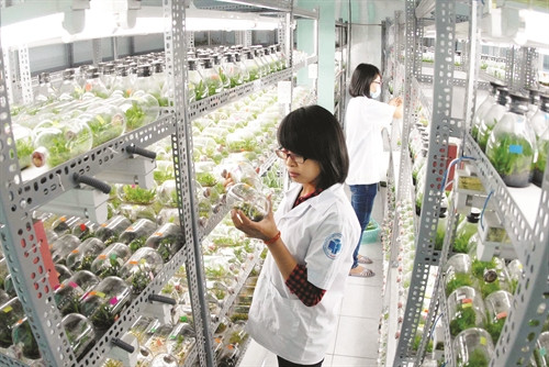 Ứng dụng công nghệ cao vào sản xuất nông nghiệp tại Khu Nông nghiệp Công nghệ cao Thành phố Hồ Chí Minh (Ảnh: Mạnh Linh - Phương Vi)