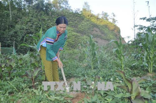 Chị Sùng Phà Sủi lao động tại vườn nhà. Ảnh: Phạm Hồng Ninh - TTXVN Chị Sùng Phà Sủi lao động tại vườn nhà. Ảnh: Phạm Hồng Ninh - TTXVN