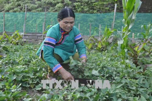 Chị Sùng Phà Sủi lao động tại vườn nhà. Ảnh: Phạm Hồng Ninh - TTXVN Chị Sùng Phà Sủi lao động tại vườn nhà. Ảnh: Phạm Hồng Ninh - TTXVN