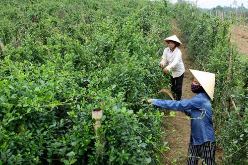 Phát triển cây dược liệu - hướng đi mới cho đồng bào huyện miền núi Con Cuông ảnh 2 Phát triển cây dược liệu - hướng đi mới cho đồng bào huyện miền núi Con Cuông ảnh 2