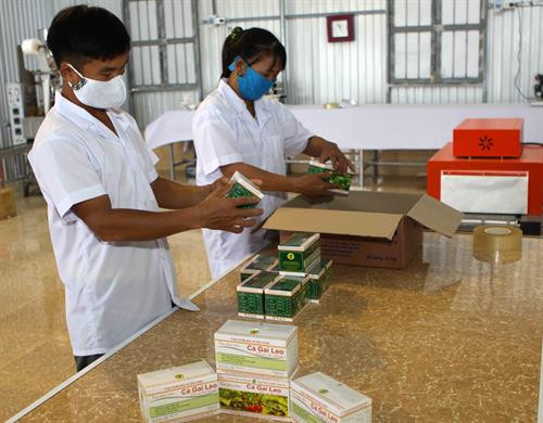 Phát triển cây dược liệu - hướng đi mới cho đồng bào huyện miền núi Con Cuông ảnh 4 Phát triển cây dược liệu - hướng đi mới cho đồng bào huyện miền núi Con Cuông ảnh 4