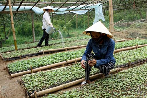 Phát triển cây dược liệu - hướng đi mới cho đồng bào huyện miền núi Con Cuông ảnh 1 Phát triển cây dược liệu - hướng đi mới cho đồng bào huyện miền núi Con Cuông ảnh 1