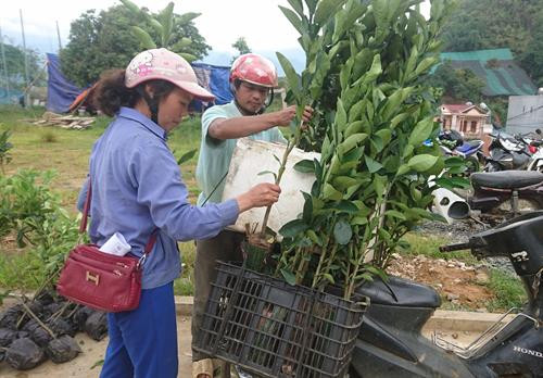 Người dân nhận giống cây ăn quả về trồng. Ảnh: Quang Duy – TTXVN Người dân nhận giống cây ăn quả về trồng. Ảnh: Quang Duy – TTXVN