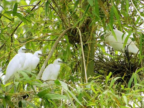 Chim cò trắng tại vườn chim. Ảnh: Kim Há - TTXVN Chim cò trắng tại vườn chim. Ảnh: Kim Há - TTXVN