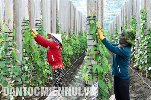 Ươm cây hồ tiêu giống tại Công ty Olam ở xã Ia Le, huyện Chư Pưh. Ảnh: Đức Thụy Chăm sóc hồ tiêu theo hướng hữu cơ, hạn chế thuốc bảo vệ thực vật. Ảnh: Đức Thụy Sử dụng phân hữu cơ vi sinh, hệ thống tưới tiết kiệm, có lưới che nắng vào mùa khô giúp vườn cà phê đảm bảo chất lượng. Ảnh: Hồng Điệp