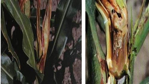 Cây ngô bị thối thân do nấm gây ra. Ảnh: nuoitrong123.com