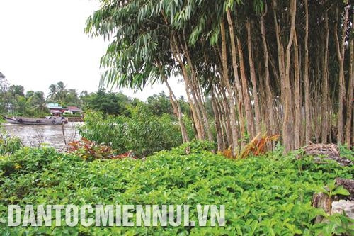 Mô hình kè sinh thái được thực hiện với kinh phí thấp, phù hợp điều kiện kinh tế của tỉnh Hậu Giang. Ảnh: Hồng Thái Mô hình kè sinh thái được thực hiện với kinh phí thấp, phù hợp điều kiện kinh tế của tỉnh Hậu Giang. Ảnh: Hồng Thái