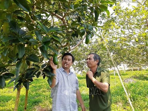 Mô hình trồng bơ theo tiêu chuẩn VietGAP tại xã Xà Bang, huyện Châu Đức. Ảnh: Hoàng Nhị - TTXVN Mô hình trồng bơ theo tiêu chuẩn VietGAP tại xã Xà Bang, huyện Châu Đức. Ảnh: Hoàng Nhị - TTXVN