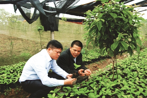 Kiểm tra chất lượng cây giống trong vườn ươm cây trà hoa vàng của gia đình anh Nịnh Văn Trắng Kiểm tra chất lượng cây giống trong vườn ươm cây trà hoa vàng của gia đình anh Nịnh Văn Trắng