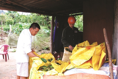 Sản phẩm trà hoa vàng cho thu nhập cao với mức giá từ 14 - 15 triệu đồng/kg hoa khô Sản phẩm trà hoa vàng cho thu nhập cao với mức giá từ 14 - 15 triệu đồng/kg hoa khô