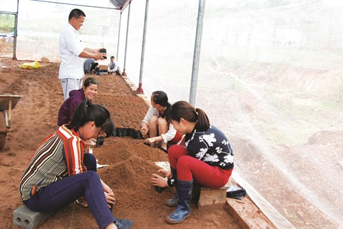 Anh Nịnh Văn Trắng cùng các nhân viên Công ty trong vườn ươm trà hoa vàng Anh Nịnh Văn Trắng cùng các nhân viên Công ty trong vườn ươm trà hoa vàng