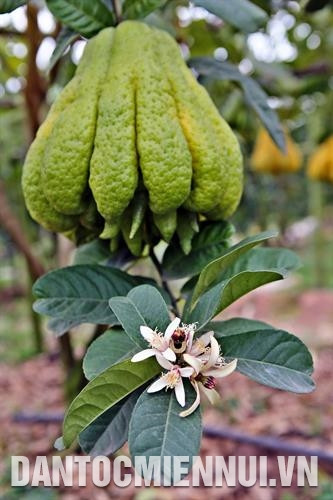 Phật thủ là sản phẩm nông nghiệp đặc sản ở xã Đắc Sở, huyện Hoài Đức (Hà Nội). Ảnh: Trịnh Văn