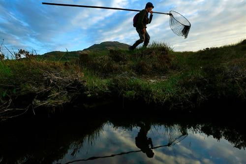 Các chú hươu có thể đi lại tự do khắp hòn đảo chứ không chỉ ở khu vực nghiên cứu. Một nhân viên bảo tồn với chiếc vợt lưới lớn để bắt hươu. Chú hươu con mang tên Karuka18. Chú hươu con 5 ngày tuổi được đem về để thu thập thông tin Chú hươu con Scallop18 được kiểm tra cân nặng tại chỗ. Các nhà khoa học bôi rêu lên người những chú hươu con nhằm tránh để lại mùi trên người chúng, tránh bị đồng loại dè chừng. Những thông tin được thu thập bao gồm dữ liệu DNA, số đo và mẫu sinh trắc học của tất cả con hươu trên đảo. Người sáng lập dự án, Fiona Guinness, vốn phân loại từng chú hươu bằng cách nhớ mặt từng con một. Hiện nay, người ta sử dụng thẻ tên để nhận diện từng chú hươu. Sừng và sọ hươu qua đời trên đảo được giữ lại để phục vụ cho quá trình nghiên cứu và xác nhận những dữ liệu cần thiết cho việc bảo tồn. Các chú hươu có thể đi lại tự do khắp hòn đảo chứ không chỉ ở khu vực nghiên cứu. Một nhân viên bảo tồn với chiếc vợt lưới lớn để bắt hươu. Chú hươu con mang tên Karuka18. Chú hươu con 5 ngày tuổi được đem về để thu thập thông tin Chú hươu con Scallop18 được kiểm tra cân nặng tại chỗ. Các nhà khoa học bôi rêu lên người những chú hươu con nhằm tránh để lại mùi trên người chúng, tránh bị đồng loại dè chừng. Những thông tin được thu thập bao gồm dữ liệu DNA, số đo và mẫu sinh trắc học của tất cả con hươu trên đảo. Người sáng lập dự án, Fiona Guinness, vốn phân loại từng chú hươu bằng cách nhớ mặt từng con một. Hiện nay, người ta sử dụng thẻ tên để nhận diện từng chú hươu. Sừng và sọ hươu qua đời trên đảo được giữ lại để phục vụ cho quá trình nghiên cứu và xác nhận những dữ liệu cần thiết cho việc bảo tồn.
