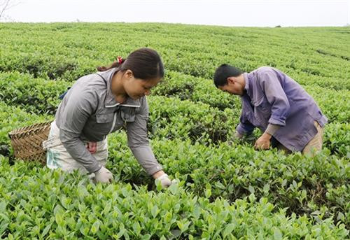 Thu hoạch chè đặc sản - cây công nghiệp thế mạnh nổi tiếng của tỉnh Thái Nguyên. Ảnh: Hoàng Nguyên - TTXVN Thu hoạch chè đặc sản - cây công nghiệp thế mạnh nổi tiếng của tỉnh Thái Nguyên. Ảnh: Hoàng Nguyên - TTXVN