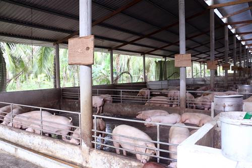 Giá tăng, người chăn nuôi giữ lợn lại chuồng đợi giá bán cao hơn mới bán. Ảnh: Trần Thị Thu Hiền – TTXVN Giá tăng, người chăn nuôi giữ lợn lại chuồng đợi giá bán cao hơn mới bán. Ảnh: Trần Thị Thu Hiền – TTXVN